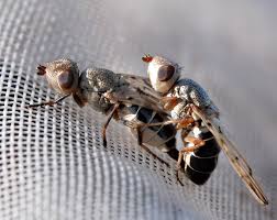 Attēlu rezultāti vaicājumam “Tetanops myopina”