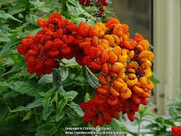 Image result for Calceolaria integrifolia