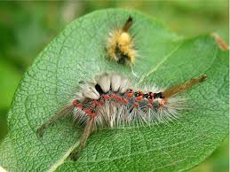 Attēlu rezultāti vaicājumam “Orgyia antiqua”