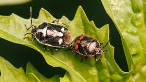 Attēlu rezultāti vaicājumam “Eurydema oleracea”