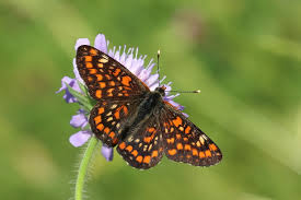 Attēlu rezultāti vaicājumam “Euphydryas maturna upperside”