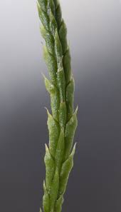 Attēlu rezultāti vaicājumam “Diphasium complanatum”