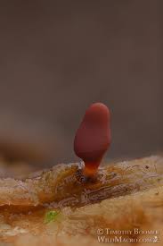 Attēlu rezultāti vaicājumam “Arcyria denudata”