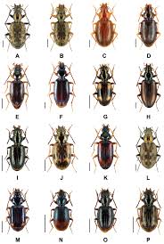 Attēlu rezultāti vaicājumam “Bembidion litorale”