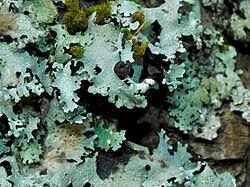 Attēlu rezultāti vaicājumam “Tremella ramalinae”