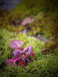 Attēlu rezultāti vaicājumam “Kurzia pauciflora”