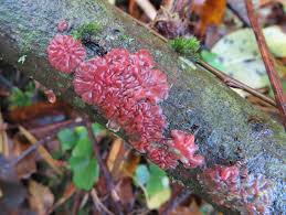 Attēlu rezultāti vaicājumam “Cytidia salicina”