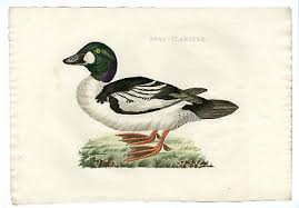 Attēlu rezultāti vaicājumam “Bucephala clangula”