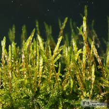 Attēlu rezultāti vaicājumam “Pleurozium schreberi sporophyte”