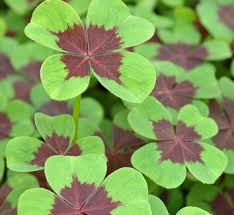 Attēlu rezultāti vaicājumam “Oxalidaceae”