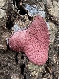 Attēlu rezultāti vaicājumam “Symphytocarpus flaccidus”