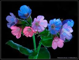 Attēlu rezultāti vaicājumam “Pulmonaria obscura”
