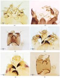 Attēlu rezultāti vaicājumam “Chironomidae larvae”