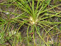 Attēlu rezultāti vaicājumam “Isoetes lacustris leaf”