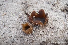 Attēlu rezultāti vaicājumam “Peziza ammophila”