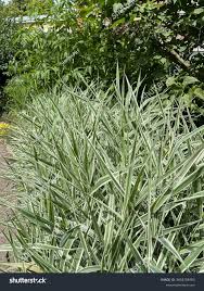 Attēlu rezultāti vaicājumam “Phalaroides arundinacea”