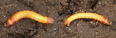 Attēlu rezultāti vaicājumam “Agrypnus murinus”