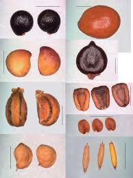 Attēlu rezultāti vaicājumam “Comarum palustre fruit”