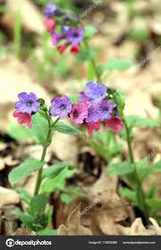 Attēlu rezultāti vaicājumam “Pulmonaria obscura”