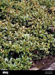 Attēlu rezultāti vaicājumam “Gaultheria cuneata”