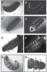 Attēlu rezultāti vaicājumam “Lampyris noctiluca larva”