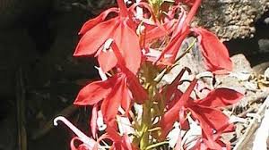 Attēlu rezultāti vaicājumam “Lobeliaceae”