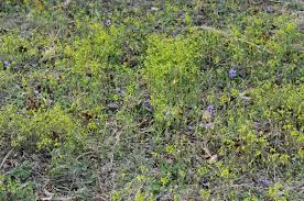 Attēlu rezultāti vaicājumam “Draba nemorosa fruit”
