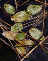 Attēlu rezultāti vaicājumam “Potamogeton natans leaf”