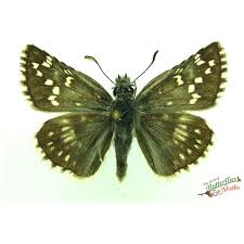 Attēlu rezultāti vaicājumam “Lopinga achine underside”