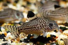Image result for fish corydoras