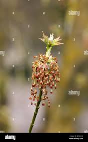 Attēlu rezultāti vaicājumam “Acer negundo male flower”