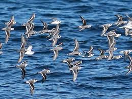 Attēlu rezultāti vaicājumam “Phalaropus fulicarius adult”