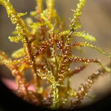 Attēlu rezultāti vaicājumam “Drepanocladus trifarius”