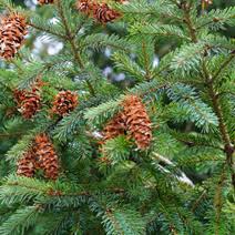 Attēlu rezultāti vaicājumam “Pseudotsuga menziesii var. glauca”