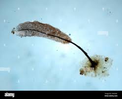 Attēlu rezultāti vaicājumam “Stemonitopsis hyperopta”