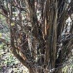 Attēlu rezultāti vaicājumam “Lonicera ferdinandii”