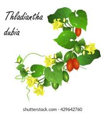 Attēlu rezultāti vaicājumam “Thladiantha dubia leaf”