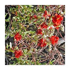 Attēlu rezultāti vaicājumam “Helianthemum nummularium flower”