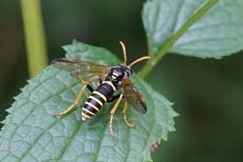 Attēlu rezultāti vaicājumam “Tenthredo scrophulariae larva”