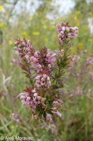 Attēlu rezultāti vaicājumam “Odontites vulgaris flower”