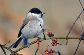 Attēlu rezultāti vaicājumam “Poecile palustris”