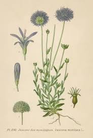 Attēlu rezultāti vaicājumam “Jasione montana”