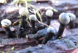 Attēlu rezultāti vaicājumam “Holwaya mucida”