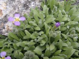 Attēlu rezultāti vaicājumam “Aubrieta deltoidea leaf”