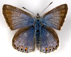 Attēlu rezultāti vaicājumam “Polyommatus icarus male”