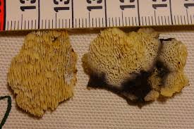 Attēlu rezultāti vaicājumam “Ceriporiopsis aneirina”