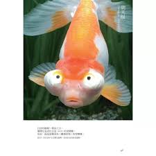 Image result for 金魚
