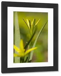 Attēlu rezultāti vaicājumam “Gagea pratensis flower”