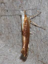 Attēlu rezultāti vaicājumam “Argyresthia albistria”