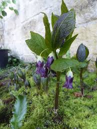 Attēlu rezultāti vaicājumam “Scopolia carniolica flower”